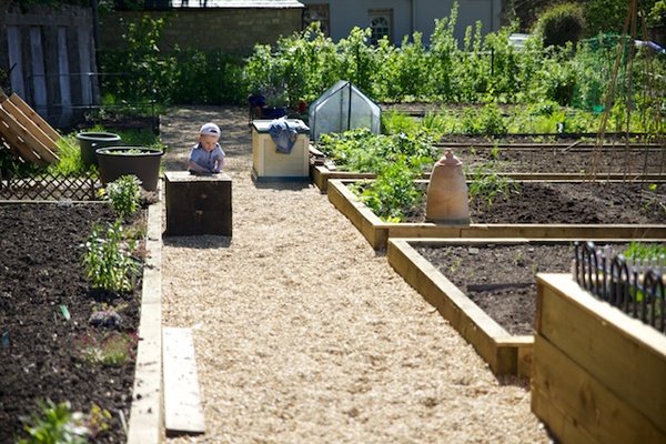 a little boy stands behind a box on a garden path with raised beds in India Place Allotments in Stockbridge, Edinburgh