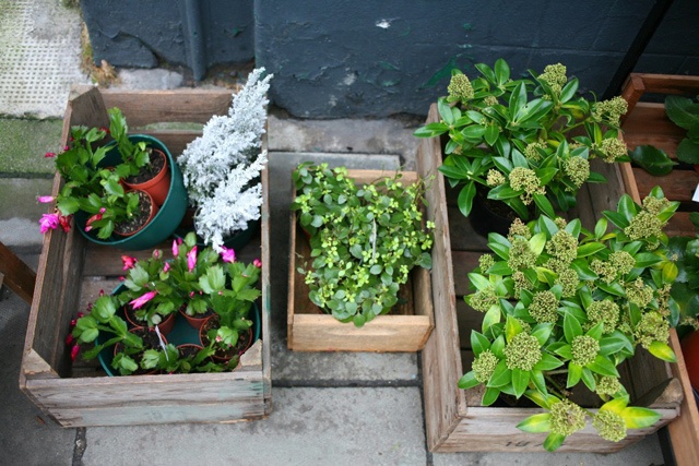 potted plants sit on the ground in wooden crates