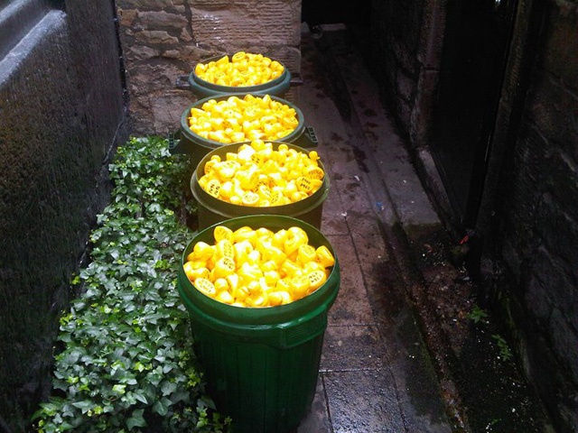 a row of three green plastic bins full of yellow plastic ducks