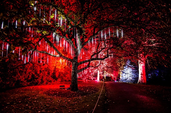 a tree standing in a botanical garden illuminated in red and dripping with white artificial icicle lights
