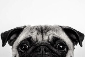 Suburban Pup Co photo