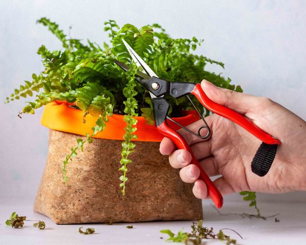close up of a hand holding pruning shears pruning a plant