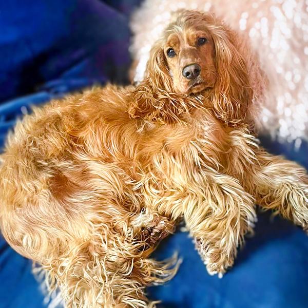 a golden Cocker Spaniel lying on a blue sofa with her head on a pink cushion in MarkDavid hair salon