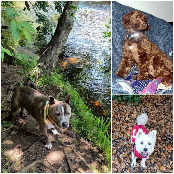 a collage of images of three dogs by Stockbridge Dog Walking in Edinburgh