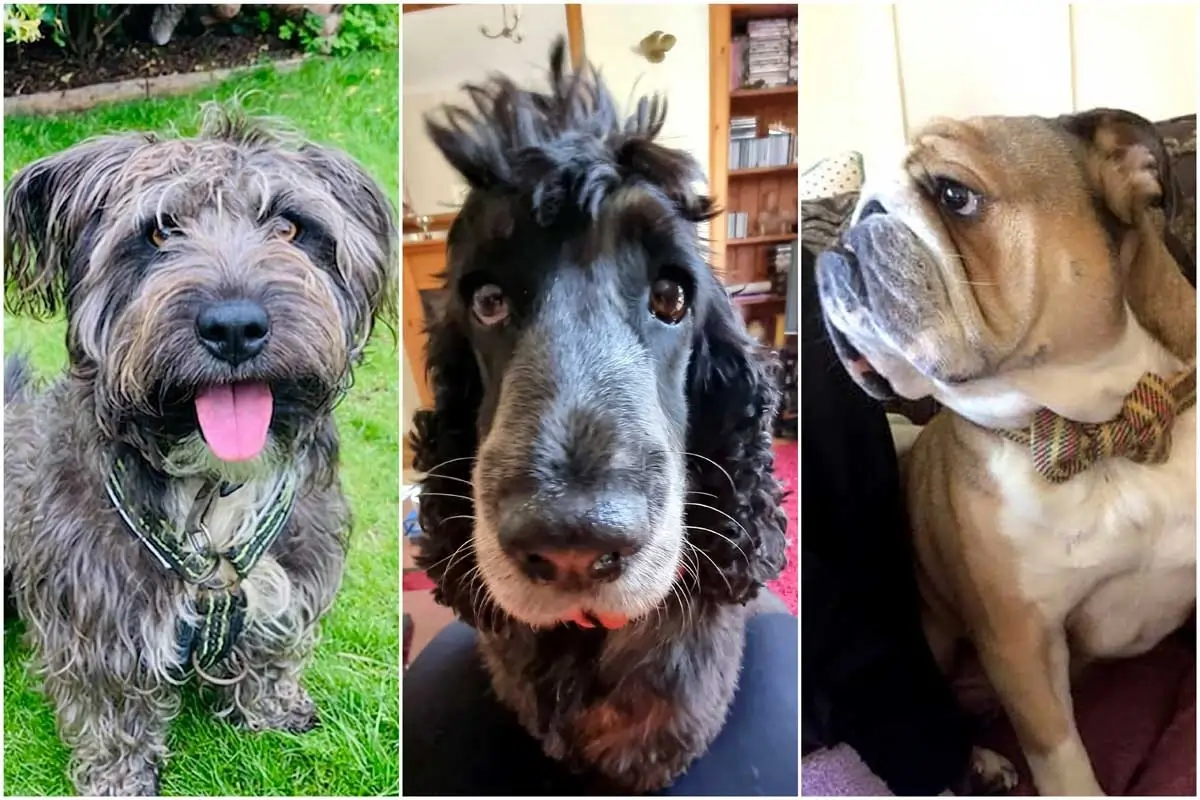 Stockbridge Dog Walking Launches in Edinburgh photo